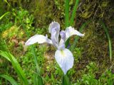 Blue Iris Blue Iris